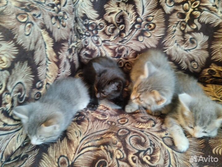 Кошки бесплатно