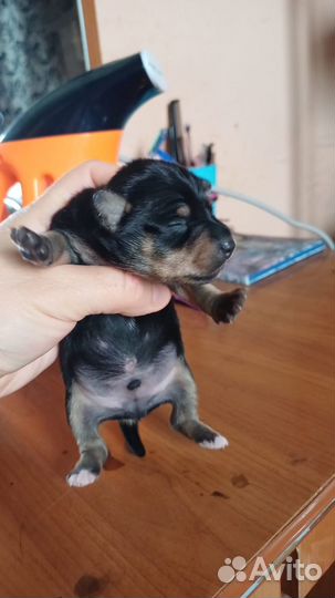 Щенки цвергпинчера