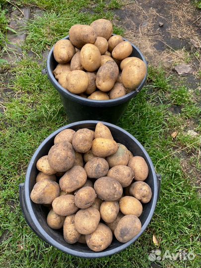 Продам картофель