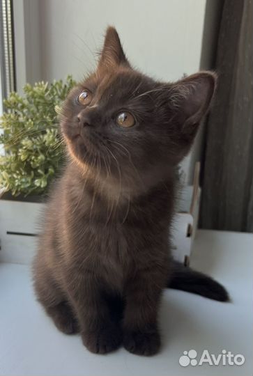 Британские котята