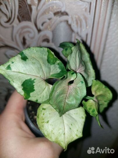 Сингониумы сортовые