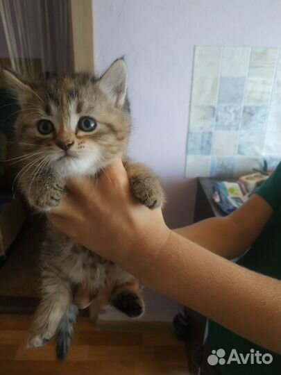 Продаётся кошечка