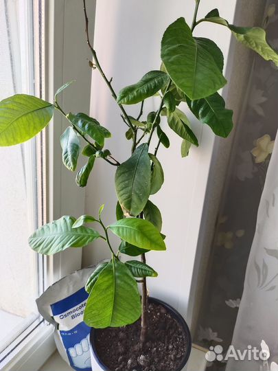 Лимон Мейера, привитый