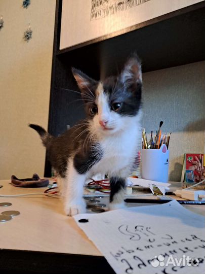Трёх цветных котёнок