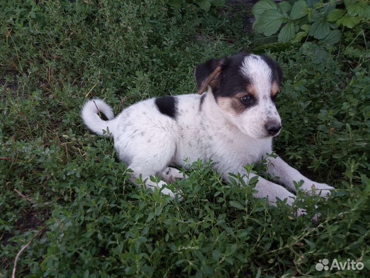 Щенки в добрые руки