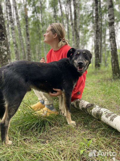 Собака в добрые руки