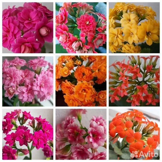 Отростки каланхоэ