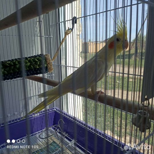 Попугай корелла с клеткой