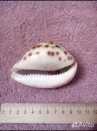 Ракушки,смотрите ленту