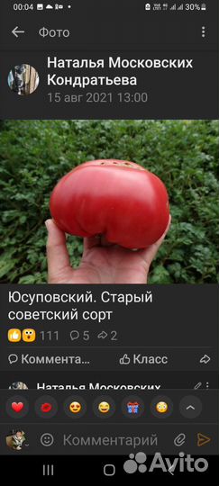 Рассада помидор