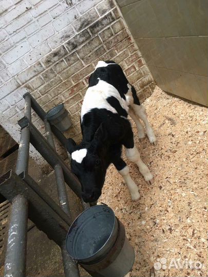 Продаём бычков и телок