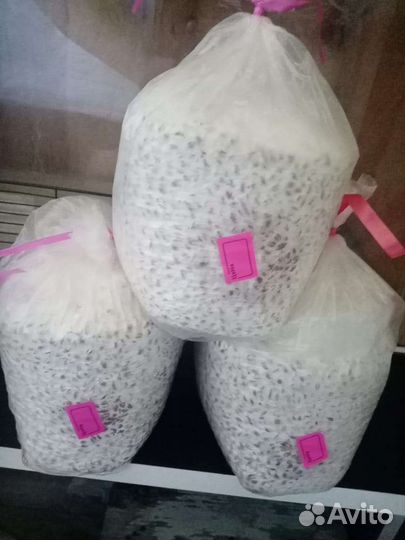 Мицелий вешенки зерновой