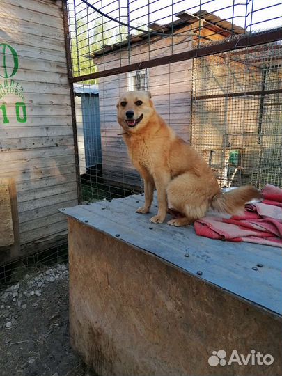 Маленькая собачка в добрую семью