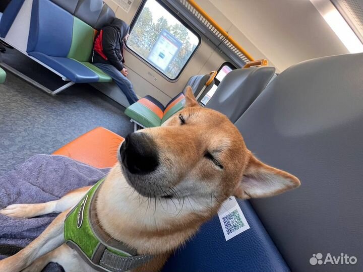 Вязка сиба-ину