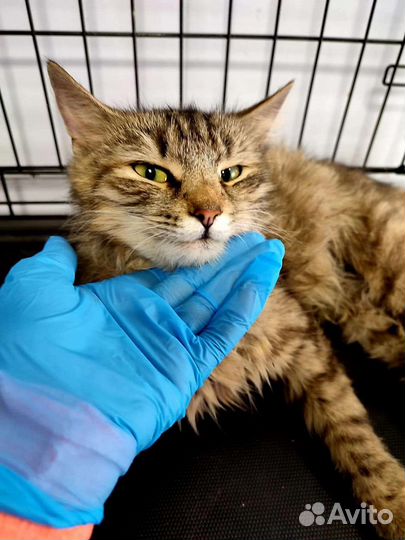 Кошка в дар бесплатно