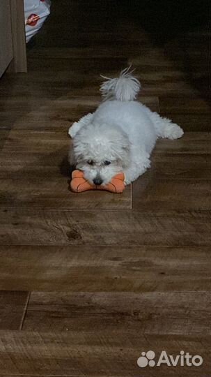 Передержка собак и не только