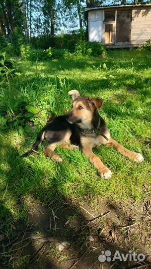 Щенок в добрые руки бесплатно