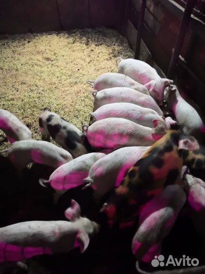 Поросята ландрас