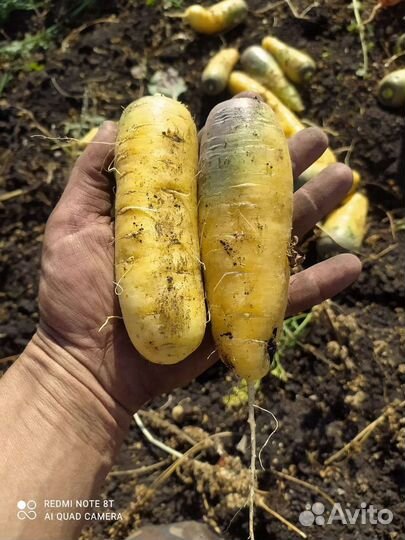 Продам морковь