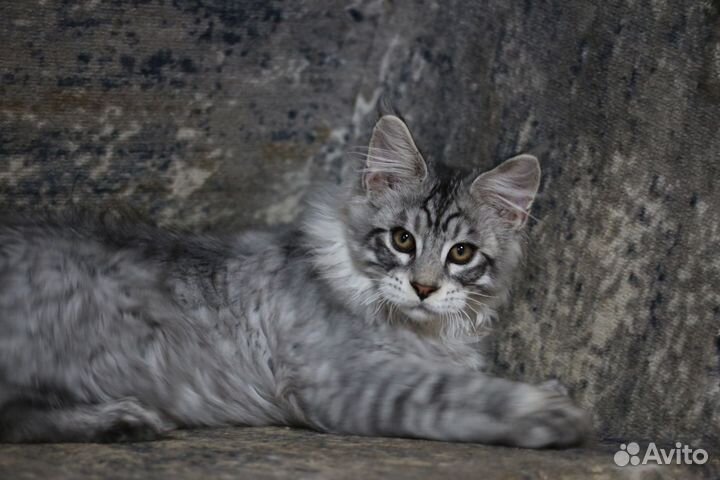 Котята Мейн-кун, голубой тигр полидакт