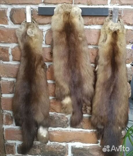 Шкурки соболя