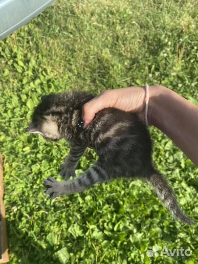 Котята 1 месяц