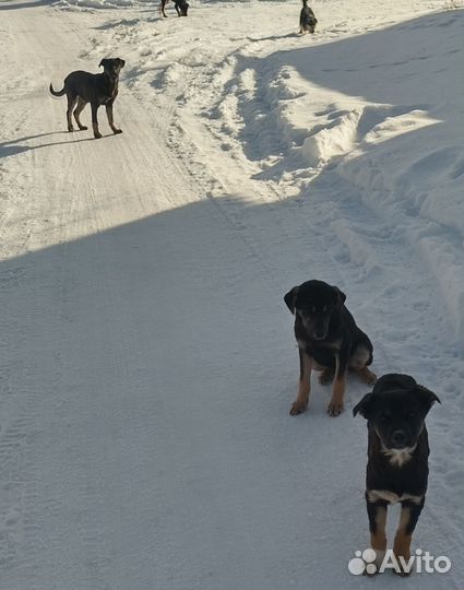 Пристраиваются щенки в добрые руки