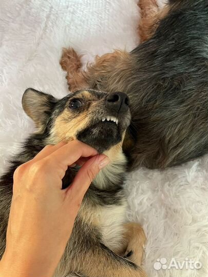 Маленькая собачка, 2 года