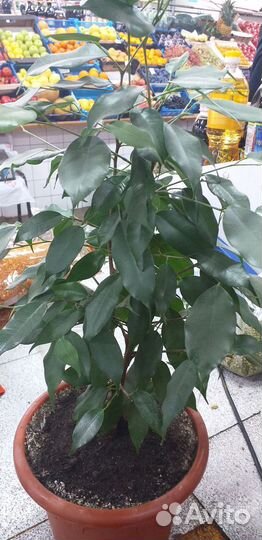 Фикус бенджамина