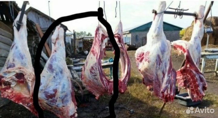 Мясо,Тана ите, телятина, Халяль