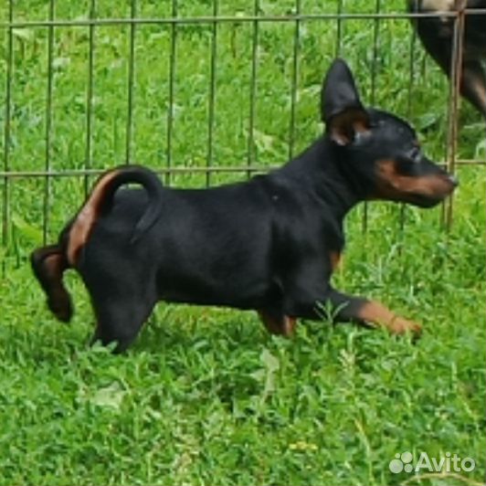 Щенки цвергпинчера