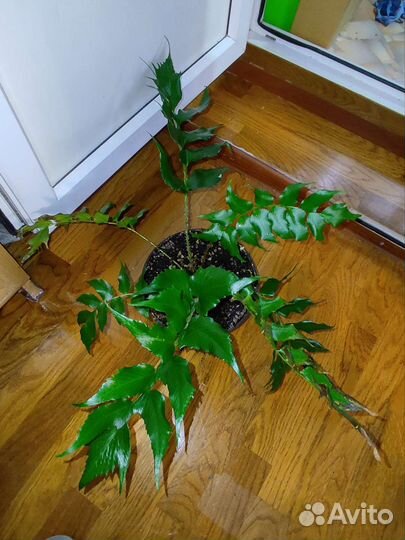 Папоротники комнатные (разные виды)