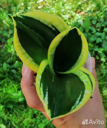 Сансевиерия сортовая