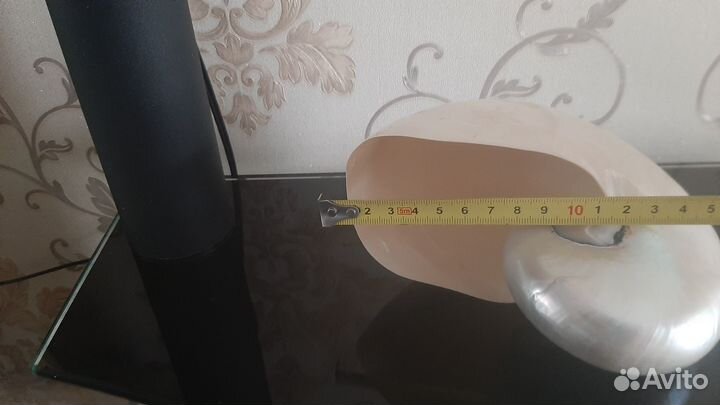 Морская раковина Наутилус