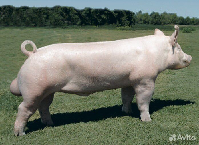 Поросята Семя хряка Искуственное осеменение