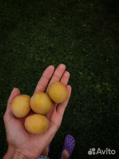 Слива медовая