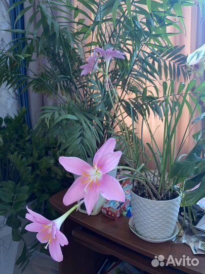 Маранта, зефирантес, хатиора