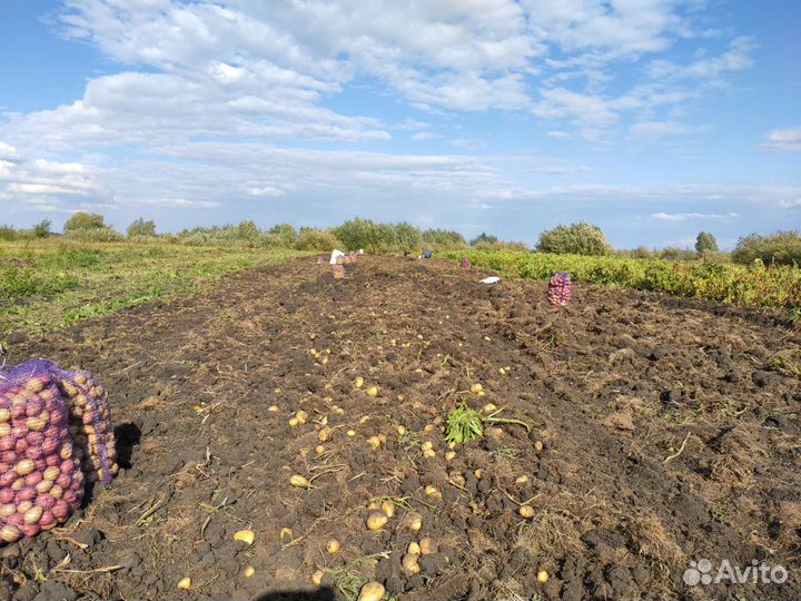 Картофель домашний