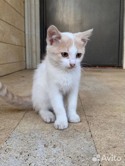 Домашние животные котята