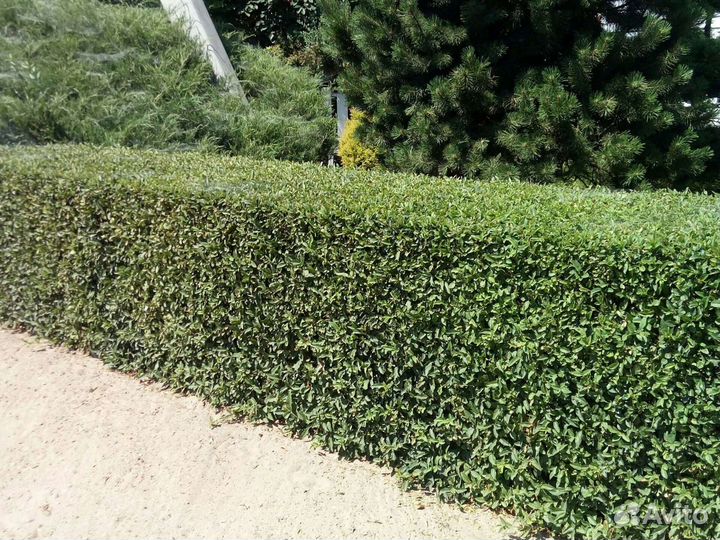 Берючина живая изгородь