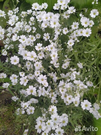 Многолетние почвопокровные растения