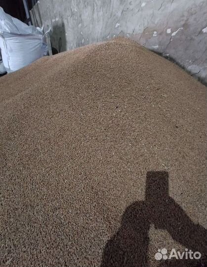 Фуражная пшеница, Кормовая кукуруза на корм/посев