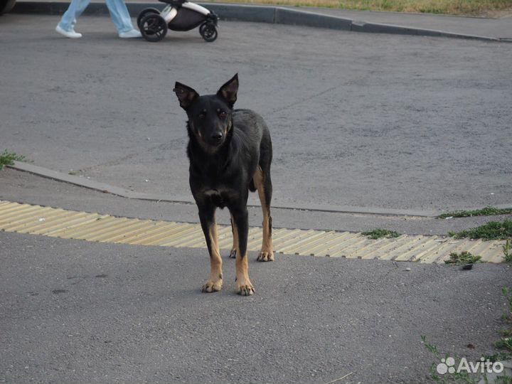 Молодой пёс