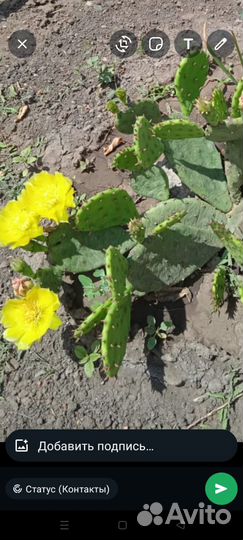 Кактус опунция