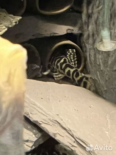 Сомы l 134,046,240,600,239,184