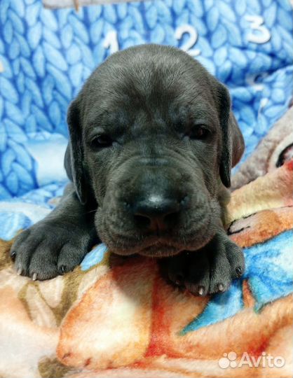 Немецкий дог голубого окраса девочка