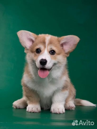 Щенки корги пемброк