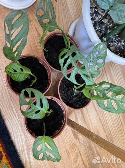 Монстера Адансона Обликва Манки Маск