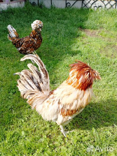 Цыплята, яйцо - падуаны, шелки, брамы