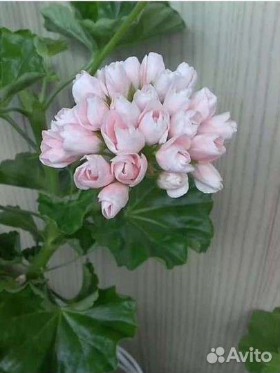 Emma - Тюльпановидная пеларгония